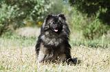 SPITZ ALLEMAND 402